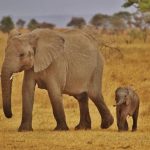 voyage Afrique du sud