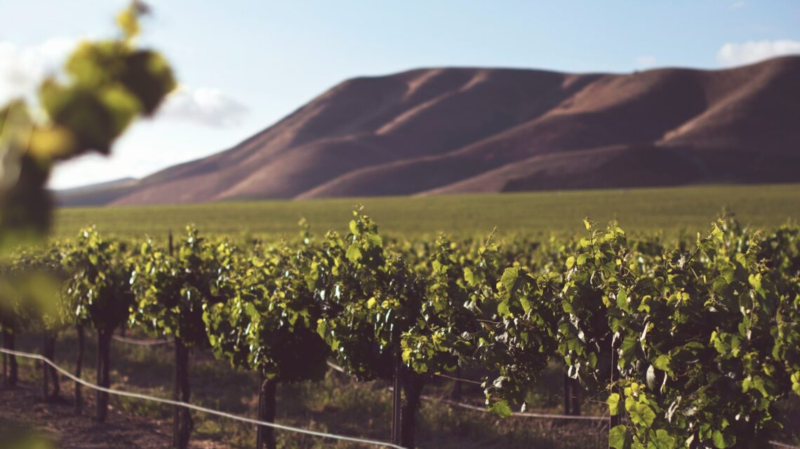 Quelles routes des vins en été vous feront rêver ?