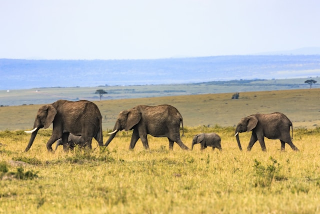 Quels sont les essentiels à savoir pour voyager en toute sérénité en Afrique ?