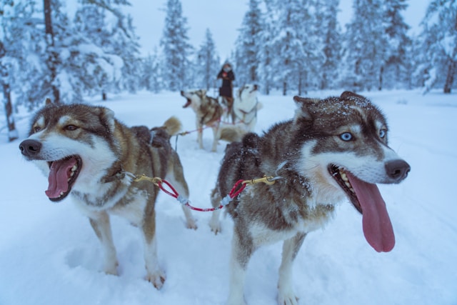 Pourquoi vivre l’aventure ultime en Laponie avec un chien de traîneau ?