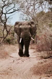 éléphant noir marchant sur du sable brun